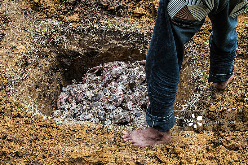 在印度尼西亚食用狗肉以获得健康益处图片素材