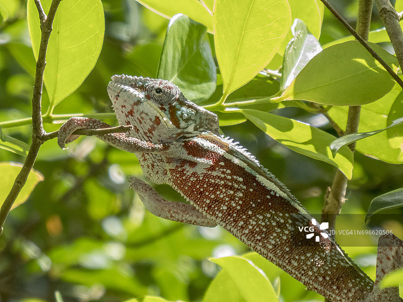马达加斯加变色龙图片素材