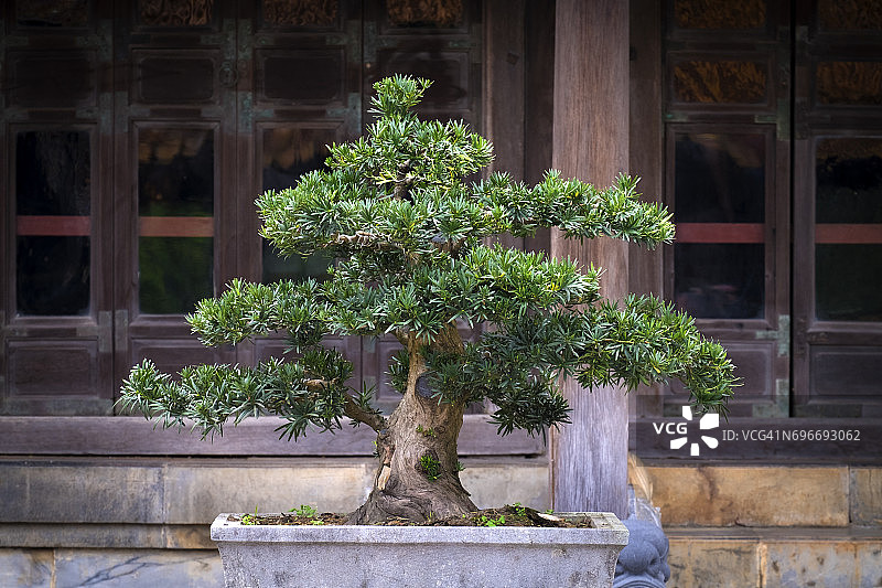 越南盆景树图片素材