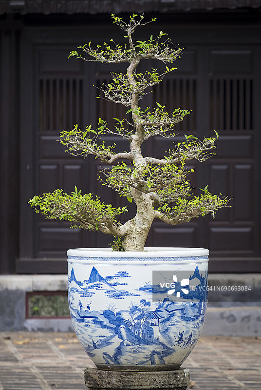 越南盆景树图片素材