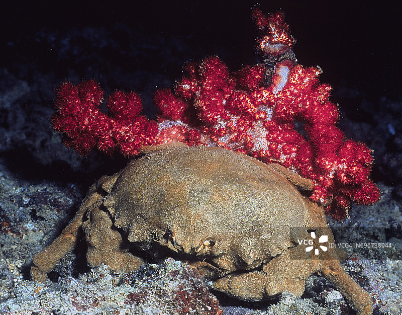 携带软珊瑚的德汉氏海绵蟹图片素材
