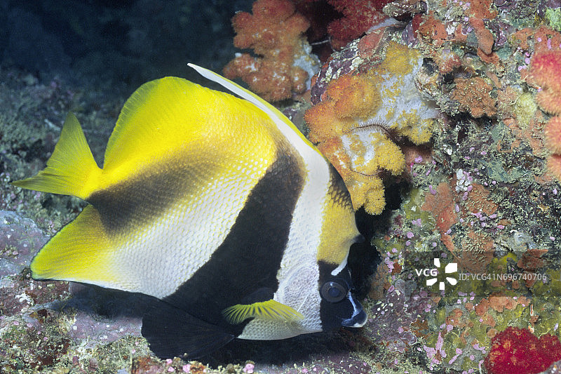 面具丝鲹图片素材