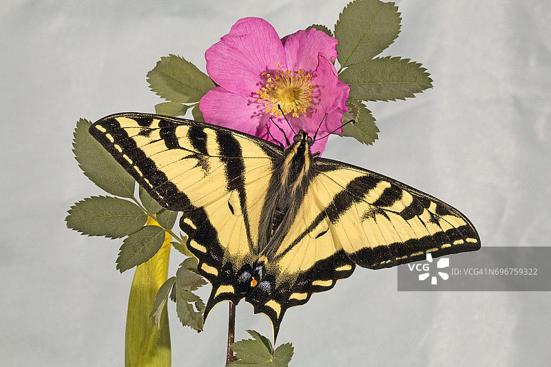 西部虎凤蝶图片素材