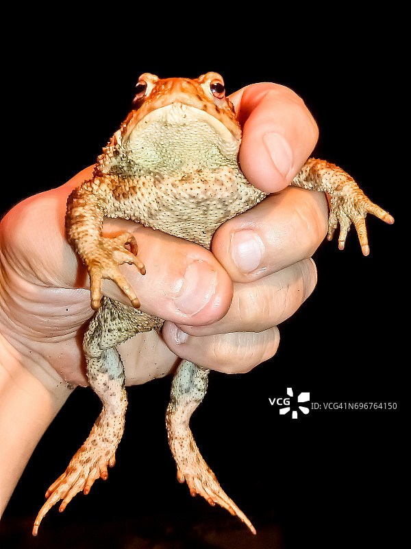 夜晚用手抓着一只受惊的蟾蜍图片素材