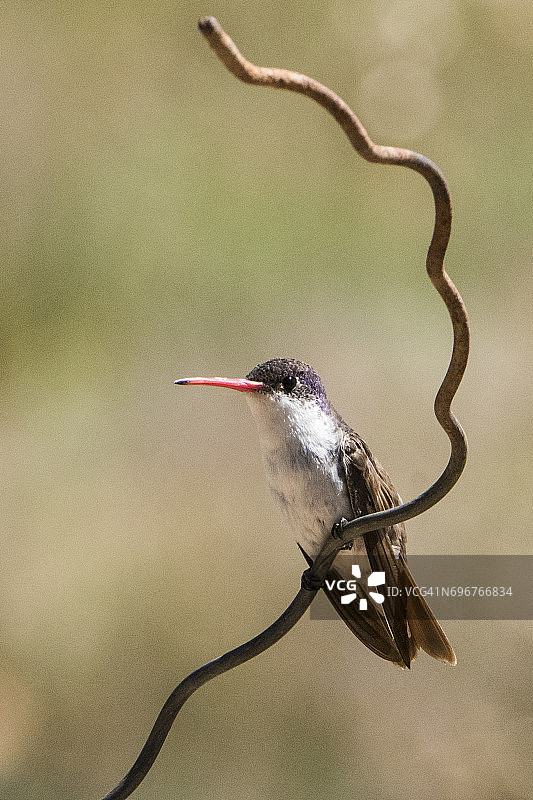 紫冠蜂鸟图片素材