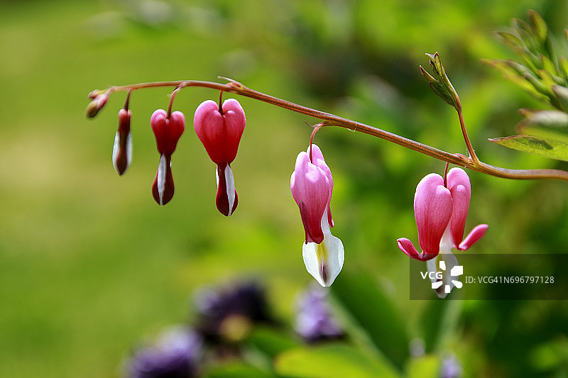 流血的心图片素材