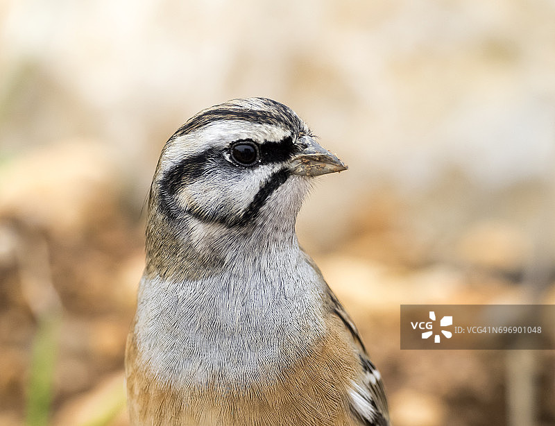 雄性岩鹀头部特写，用喙收集草和泥筑巢，西班牙，欧洲图片素材