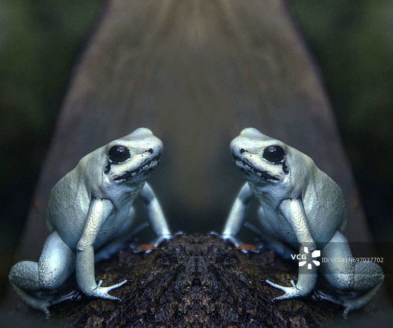 金色箭毒蛙图片素材