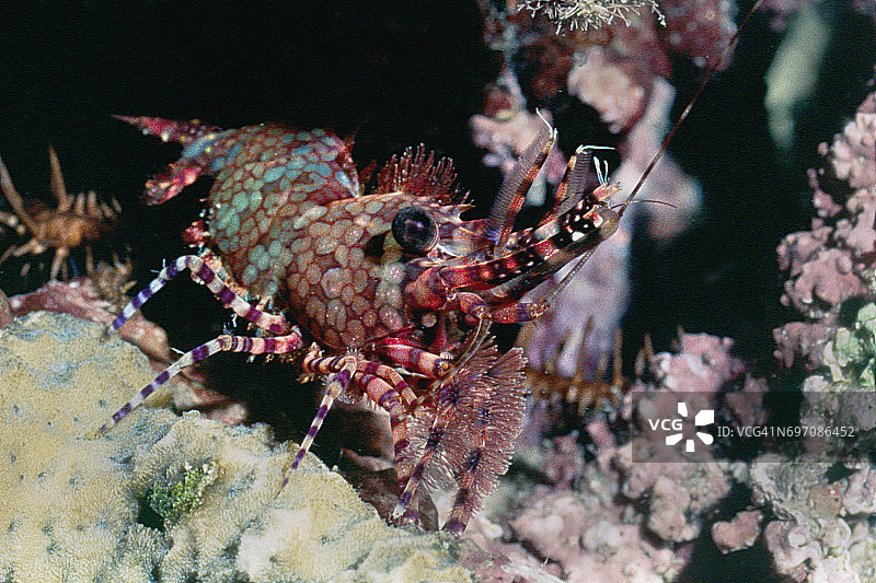 普通大理石虾图片素材