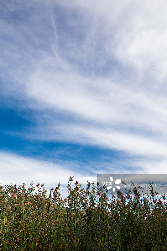 有缕缕云彩的沼泽草地图片素材