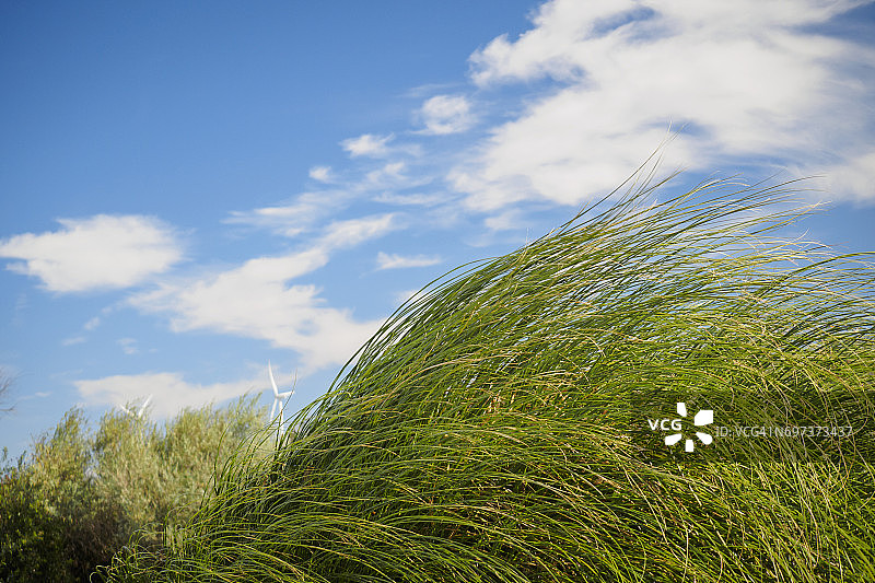 海滩草图片素材