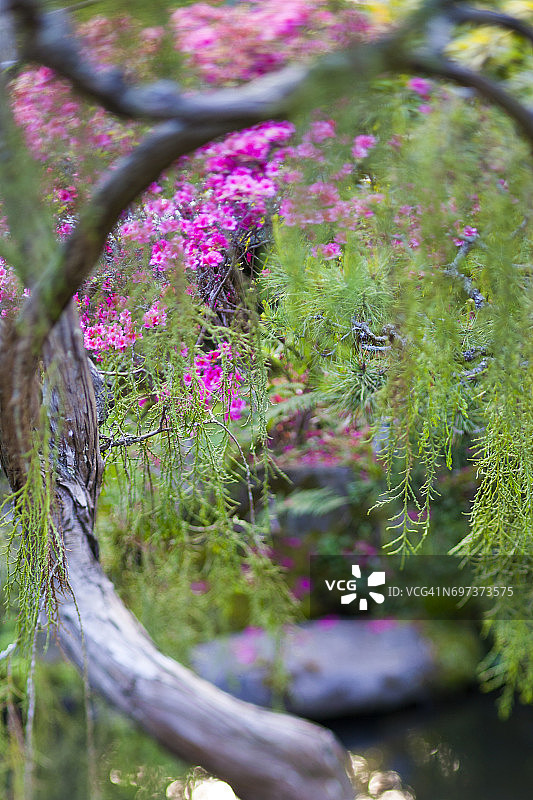花园的花图片素材