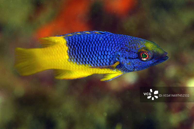 西班牙猪鱼幼鱼图片素材