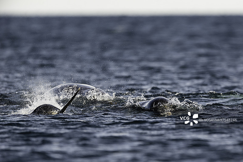 加拿大巴芬岛北部独角鲸图片素材
