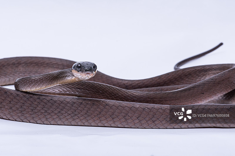 红黑猫蛇图片素材