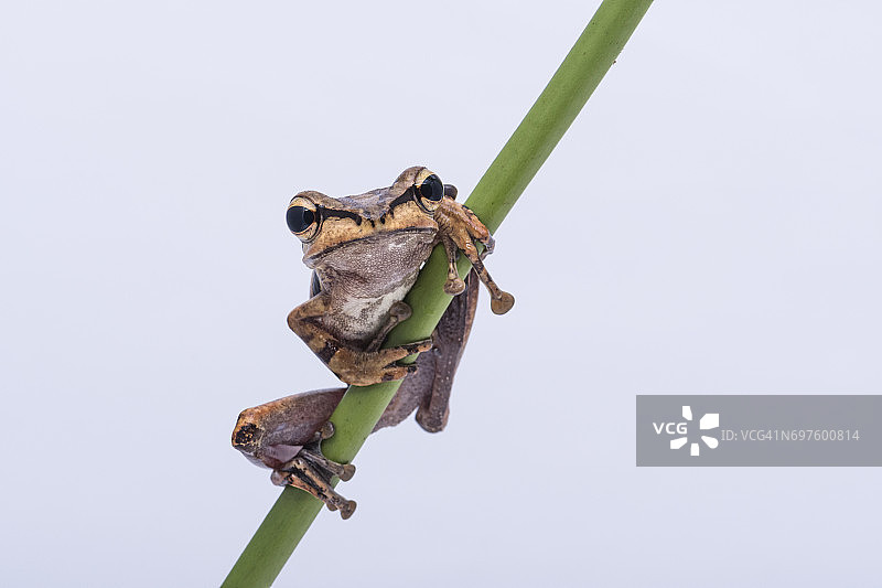 黑耳树蛙图片素材