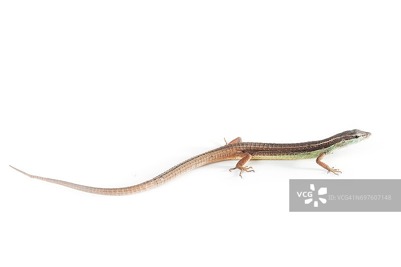 石龙子图片素材