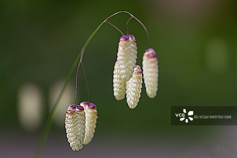 中穗茅草图片素材