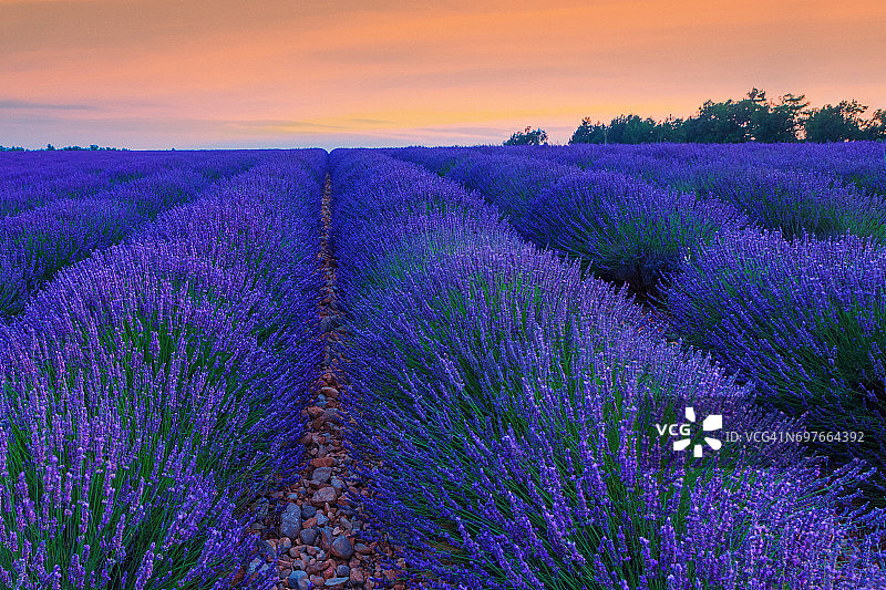 普罗旺斯的薰衣草田图片素材