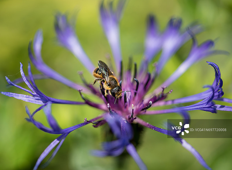 山蓝色矢车菊花上的蜜蜂图片素材