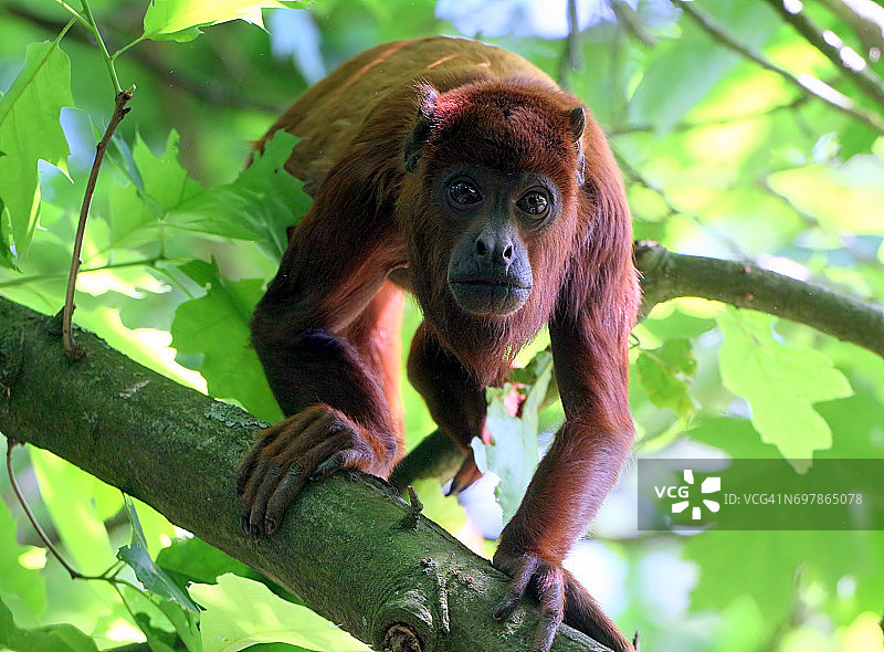 委内瑞拉红吼猴图片素材