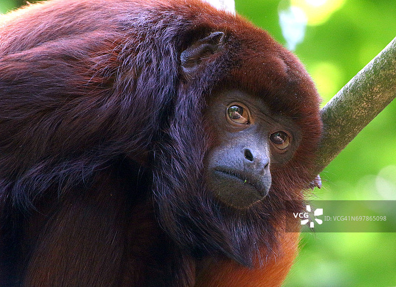 委内瑞拉红色吼猴肖像图片素材