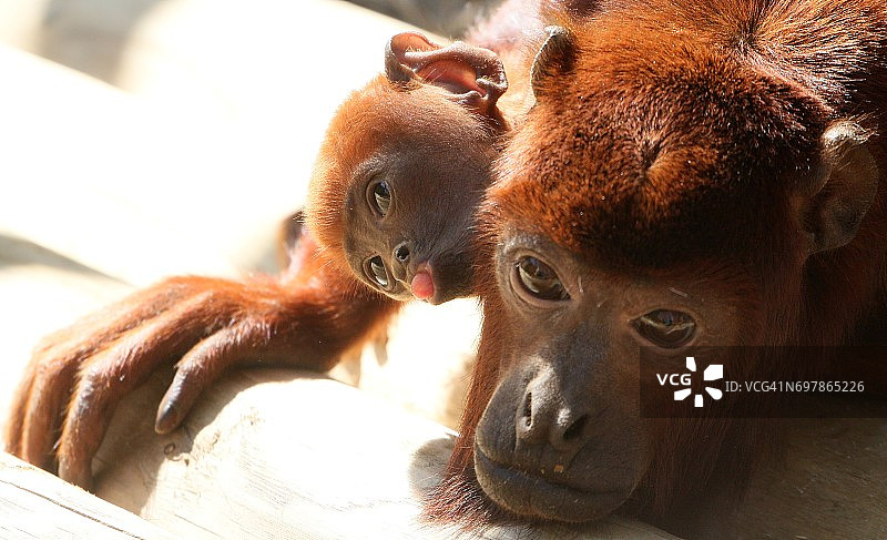 活泼的吼猴宝宝图片素材