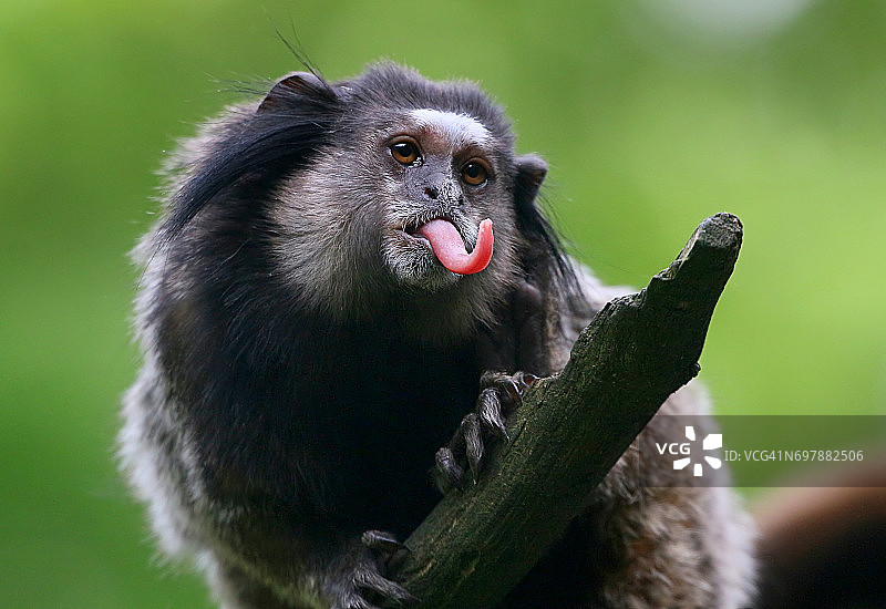 吐舌头的黑丛狨图片素材