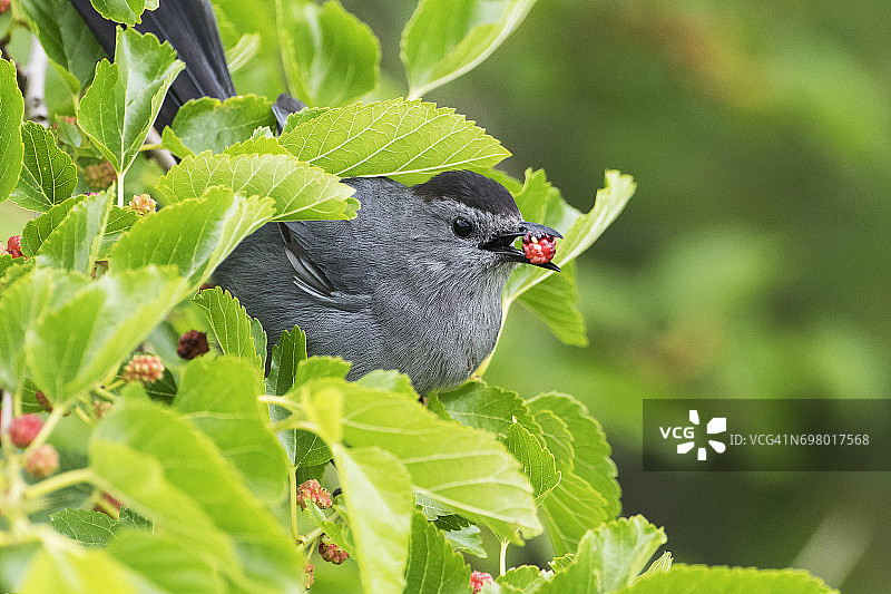 灰嘲鸫和桑葚图片素材