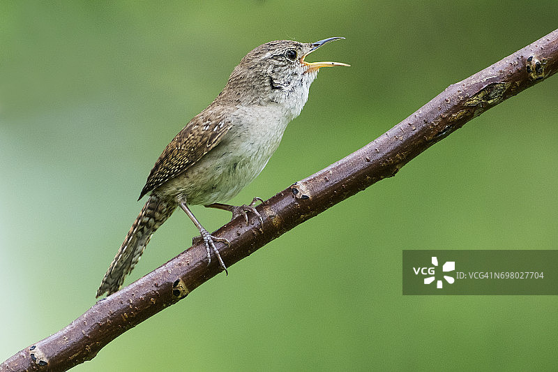 歌唱的家鹩图片素材