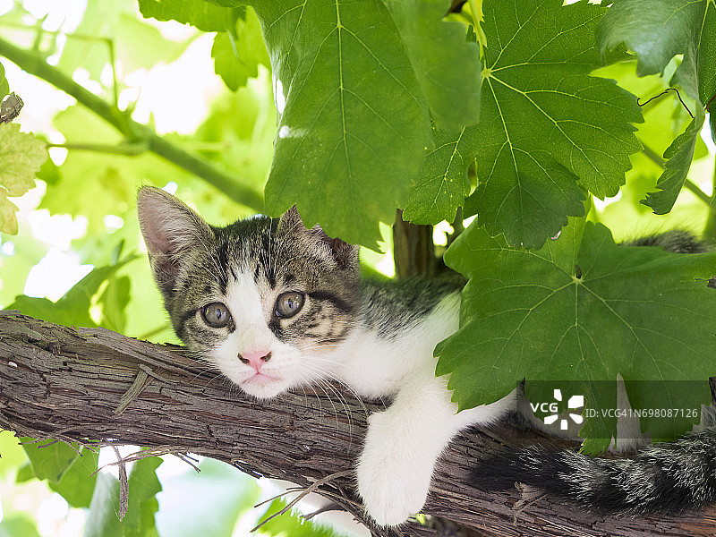 虎斑猫在树上休息的肖像：棕色毛发，绿色眼睛图片素材