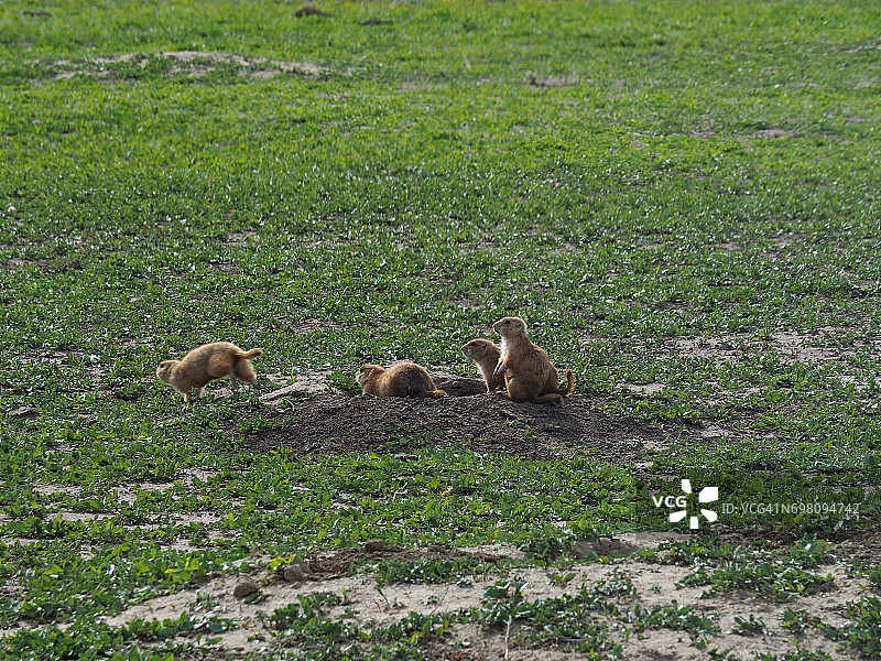 在洞穴外玩耍的幼年草原犬鼠图片素材