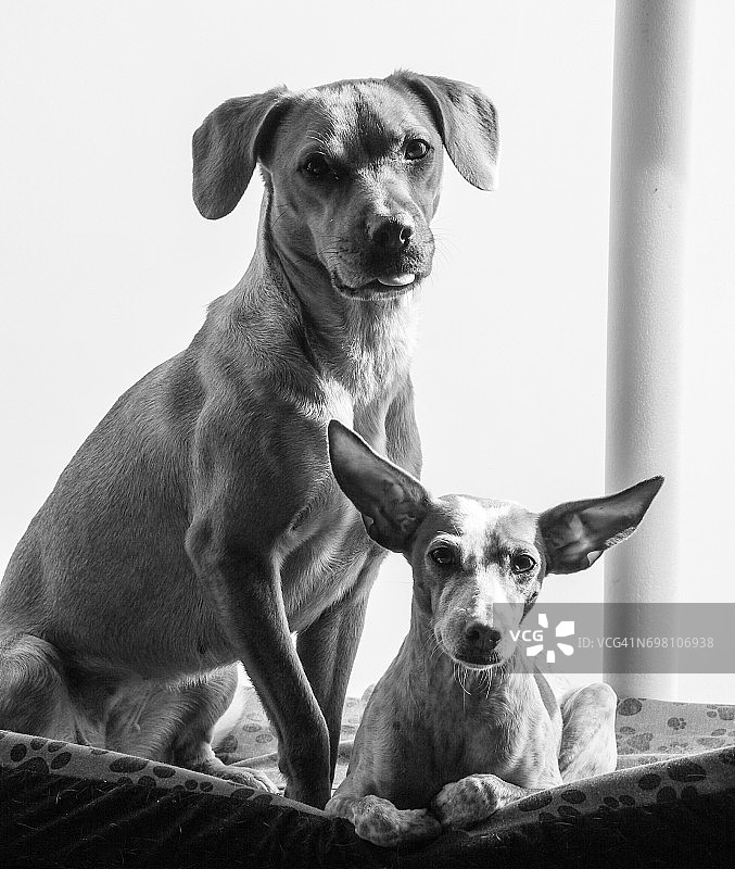 两只看着镜头的狗图片素材