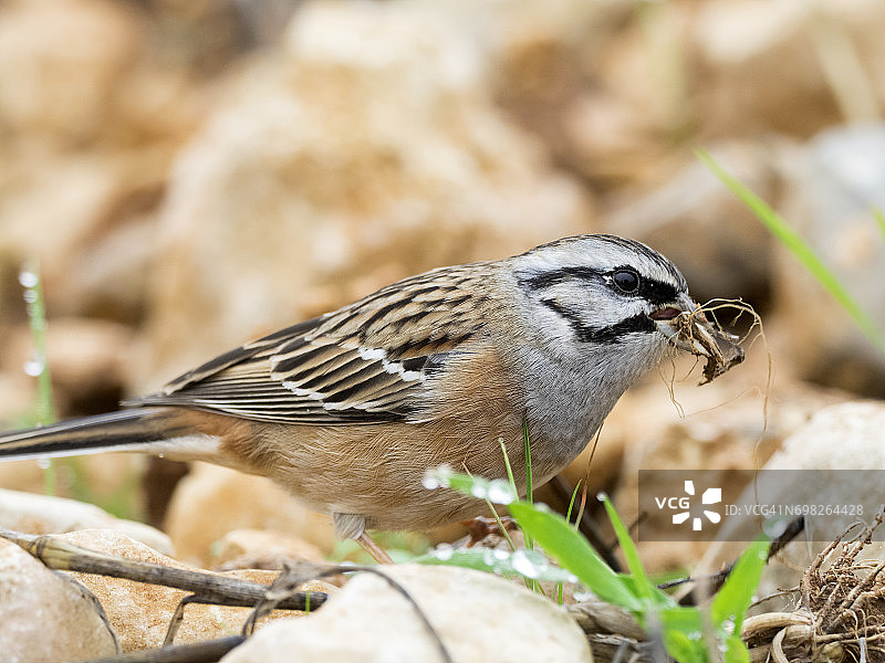 雄性岩鹀头部特写，用喙收集草和泥筑巢，西班牙，欧洲图片素材
