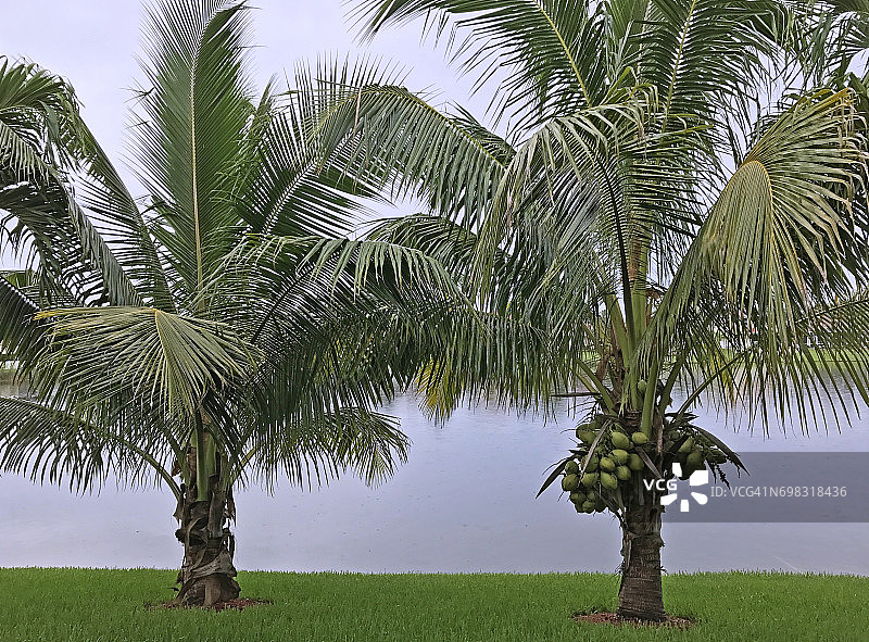 马拉雅矮椰子树，美国佛罗里达州图片素材