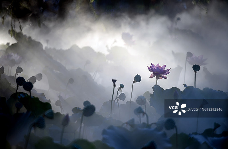 烟雾缭绕的荷花图片素材