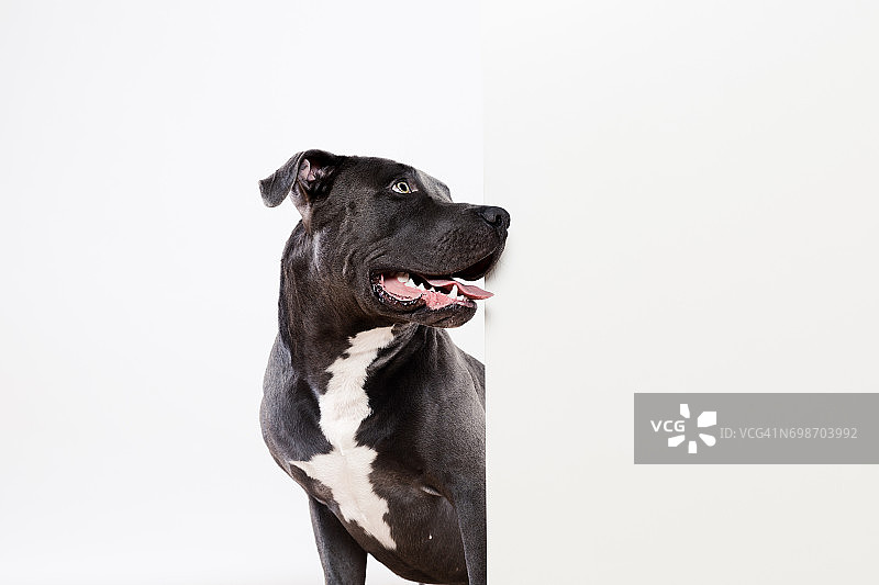 黑色的比特犬和白板图片素材