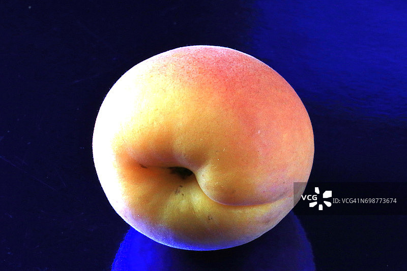 蓝色背景上的杏子（学名：Prunus armeniaca）图片素材