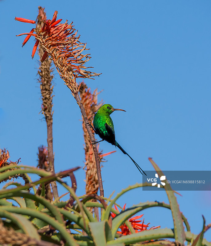 太阳蜂鸟图片素材