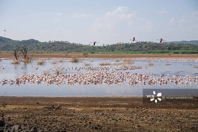 肯尼亚博戈里亚湖的火烈鸟图片素材