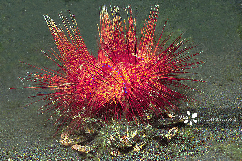 海胆搬运螃蟹，搬运一个发光的海胆图片素材