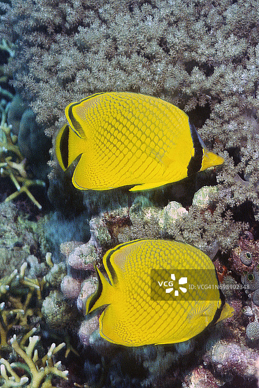 一对网纹蝴蝶鱼图片素材