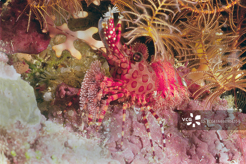 大理石纹虾图片素材