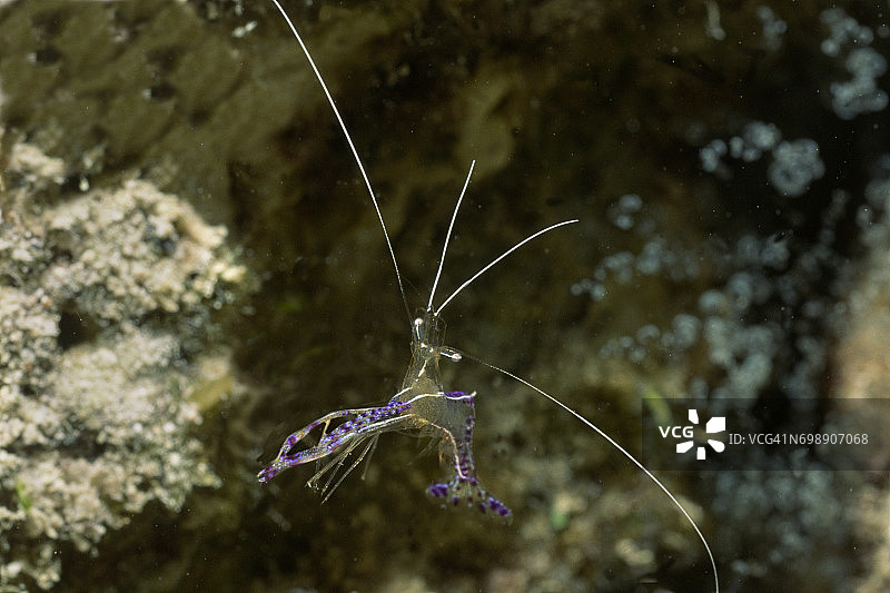 清洁虾图片素材