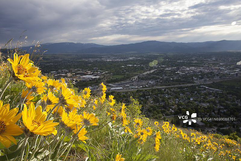 夜晚光线下巴尔萨姆根花朵与蒙大拿州米苏拉山谷图片素材