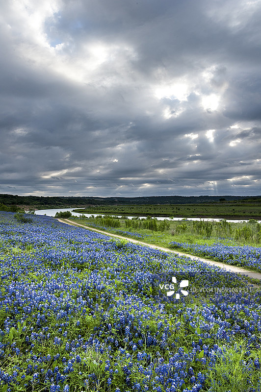 德克萨斯州蓝帽花野花田图片素材