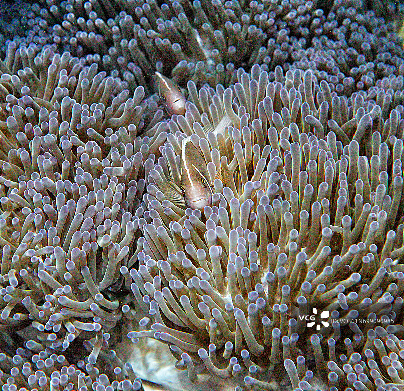 粉红海葵鱼，泰国涛岛春蓬顶峰图片素材