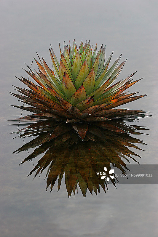 委内瑞拉卡奈马国家公园罗赖马山脉的特有植物图片素材