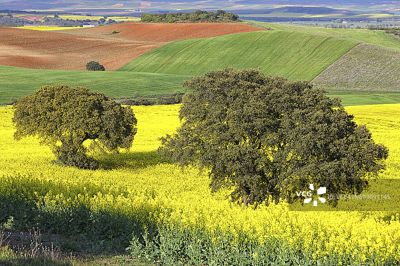 瓜达拉哈拉的油菜田，西班牙卡斯蒂利亚-拉曼查的春季花卉图片素材