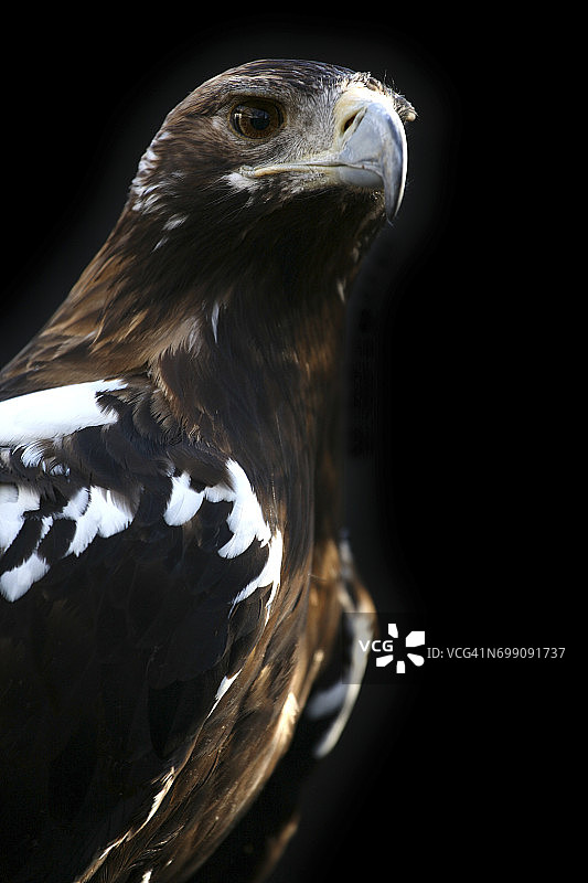 西班牙白肩雕图片素材